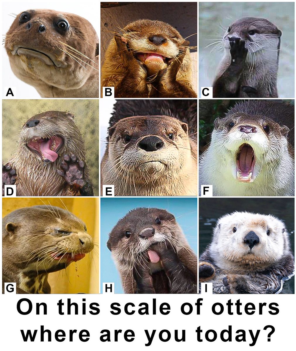 In Otter News.... tweet media