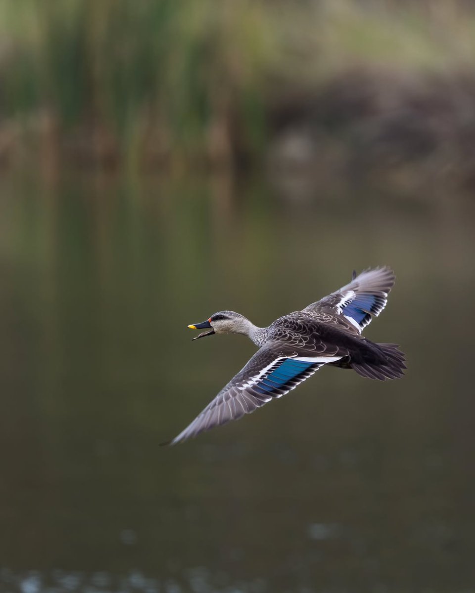 SIGMA India tweet media