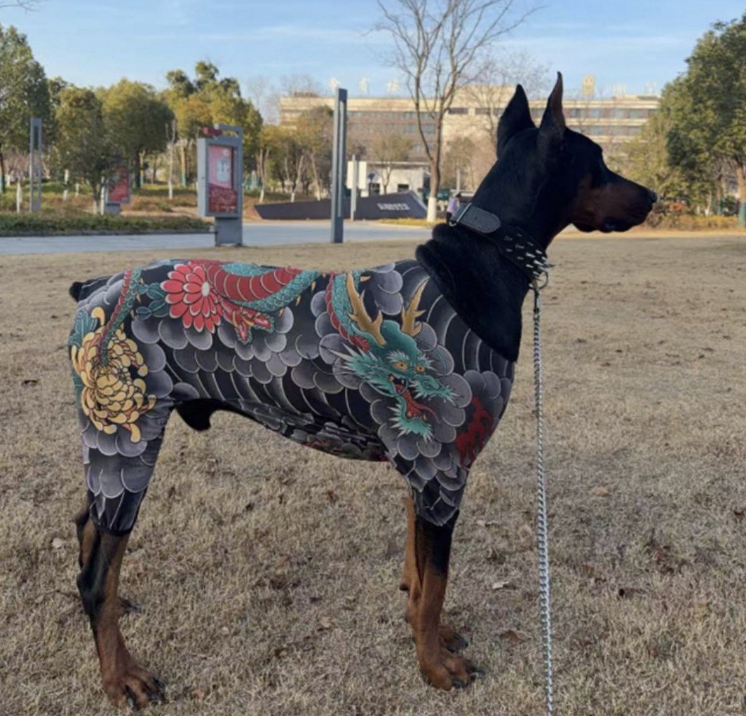 นี่คือหมายากูซ่าเค้าจะไม่กัด คุณวางใจได้แต่เค้าจะตัดนิ้วก้อยคุณแทน