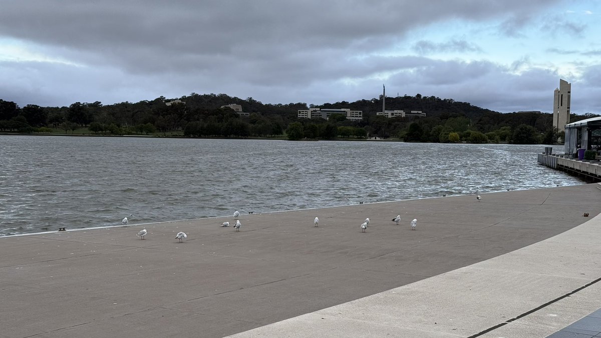 wapple15's tweet photo. #SeagullReport #PubFrontFriday #Canberra https://t.co/05J80jJ1mO