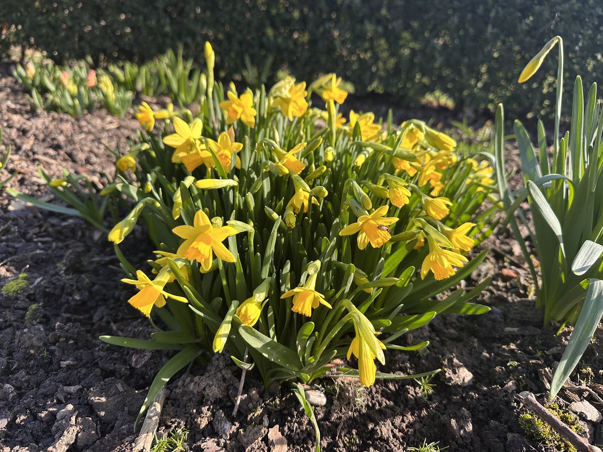 Hugo Mathues tweet media