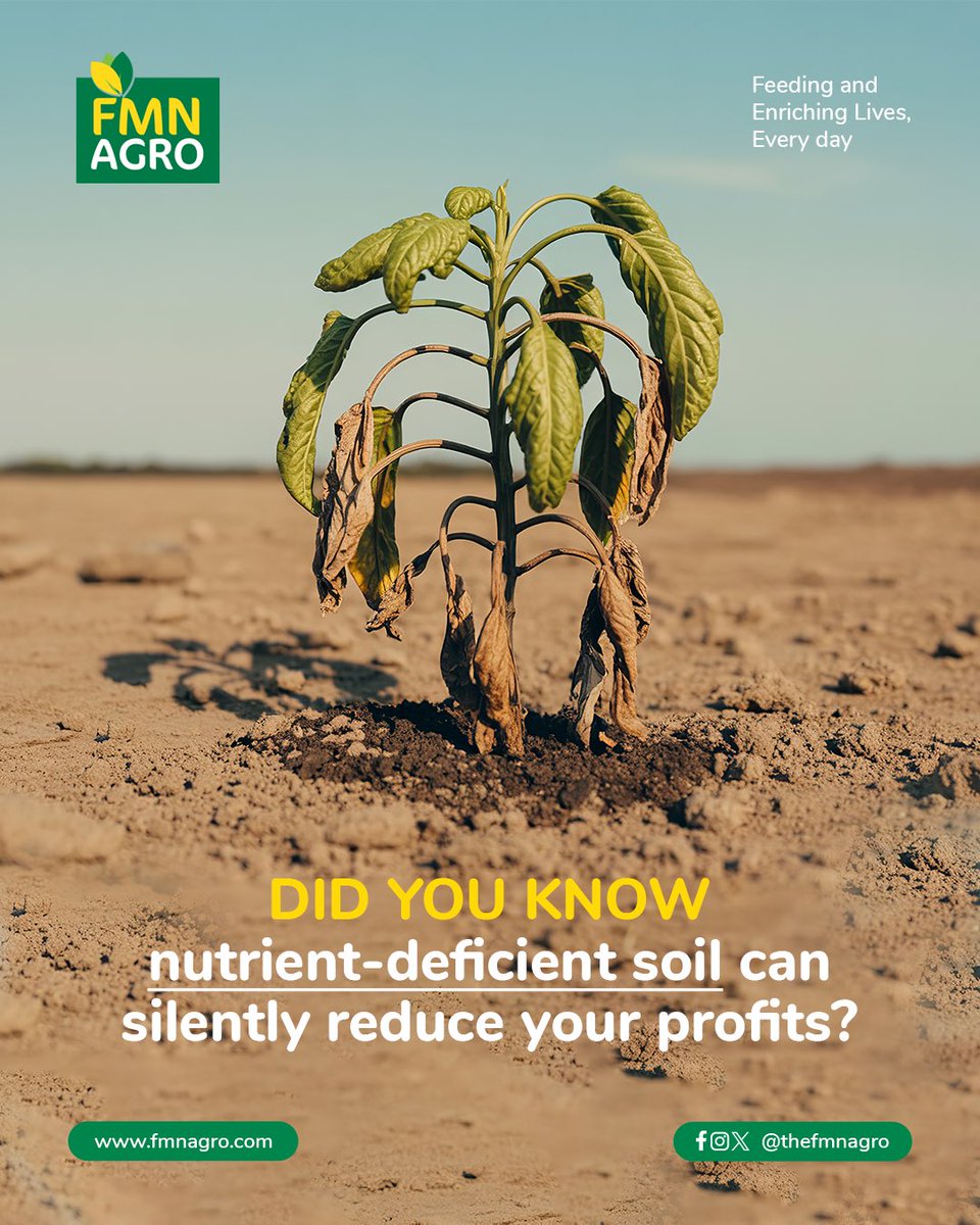 TheFMNAgro's tweet image. Many farmers don’t notice nutrient loss immediately, but over time, reduced crop vigor, lower yields, and inconsistent harvests affect income.

Golden Fertilizers help restore balance and maintain soil productivity season after season.

#DidYouKnow #GoldenFertilizers #FMNAgro