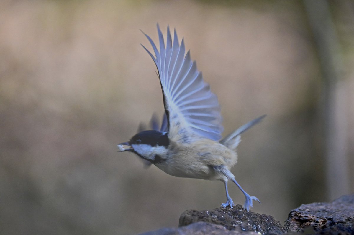 john lawrence tweet media