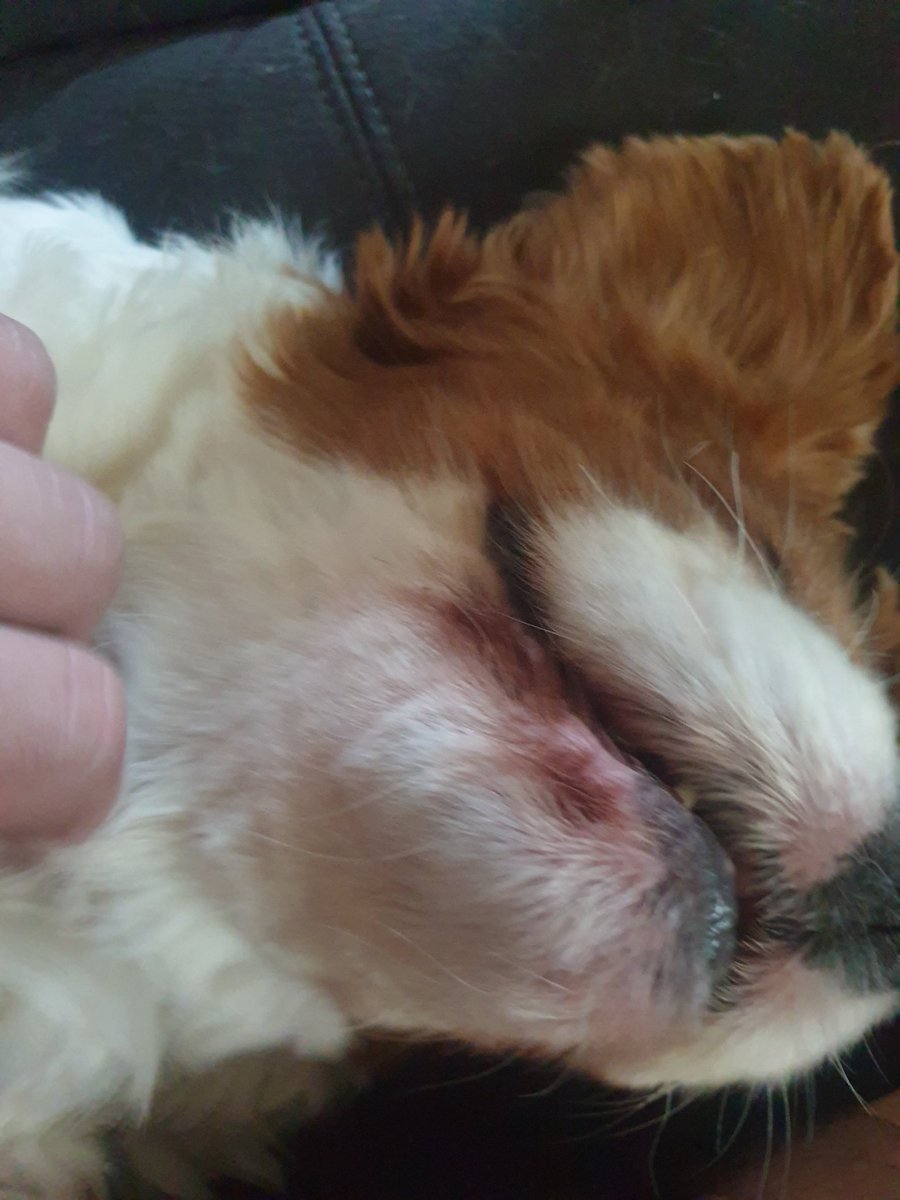 Mr Jet Jaguar tweet media