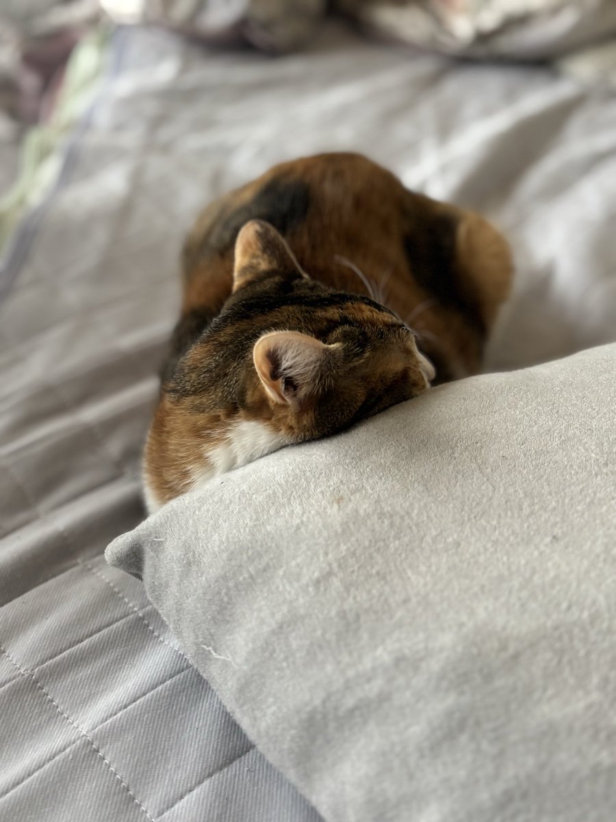 mimi__chan___'s tweet photo. お布団でぬくぬくと

#猫 #猫好きさんと繋がりたい #保護猫
#猫のいる暮らし #猫のいる幸せ https://t.co/KeBQevZLp4