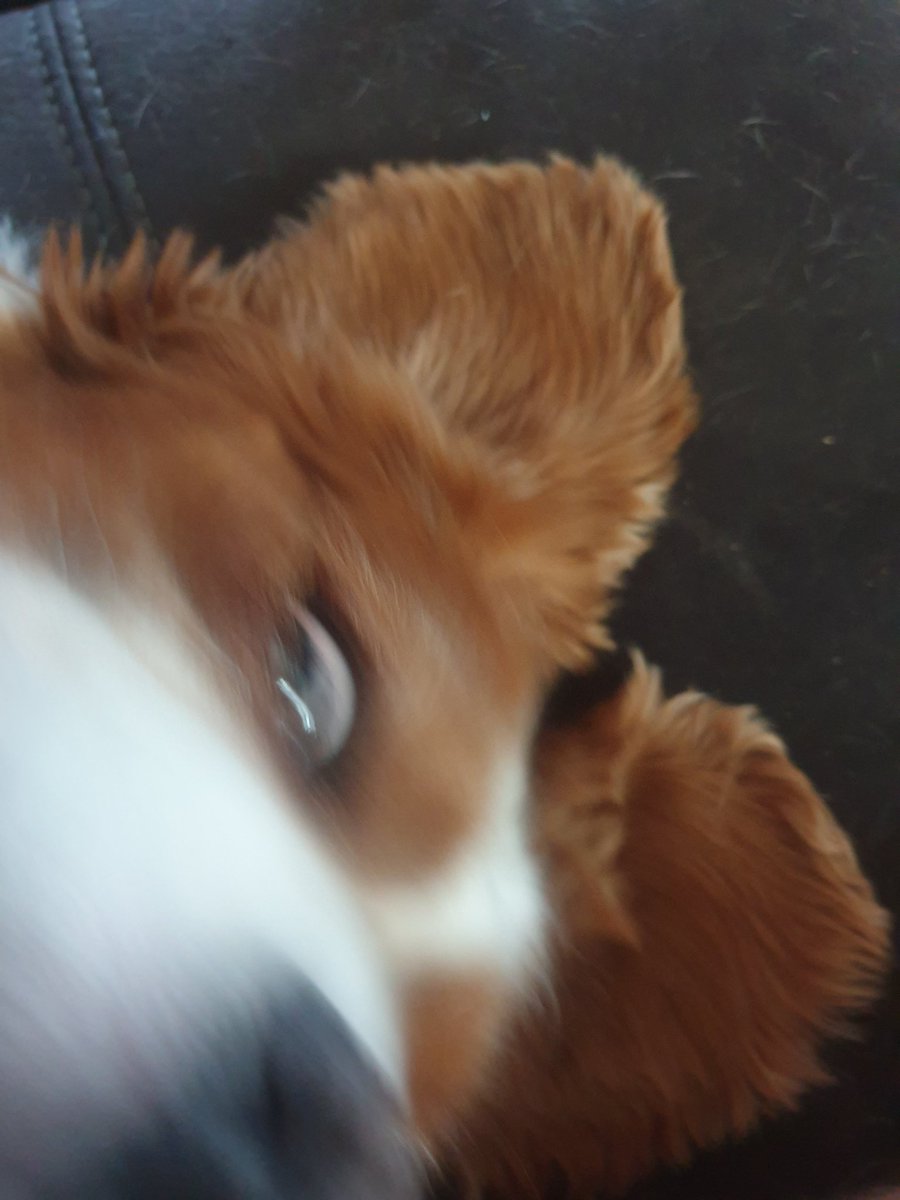 Mr Jet Jaguar tweet media