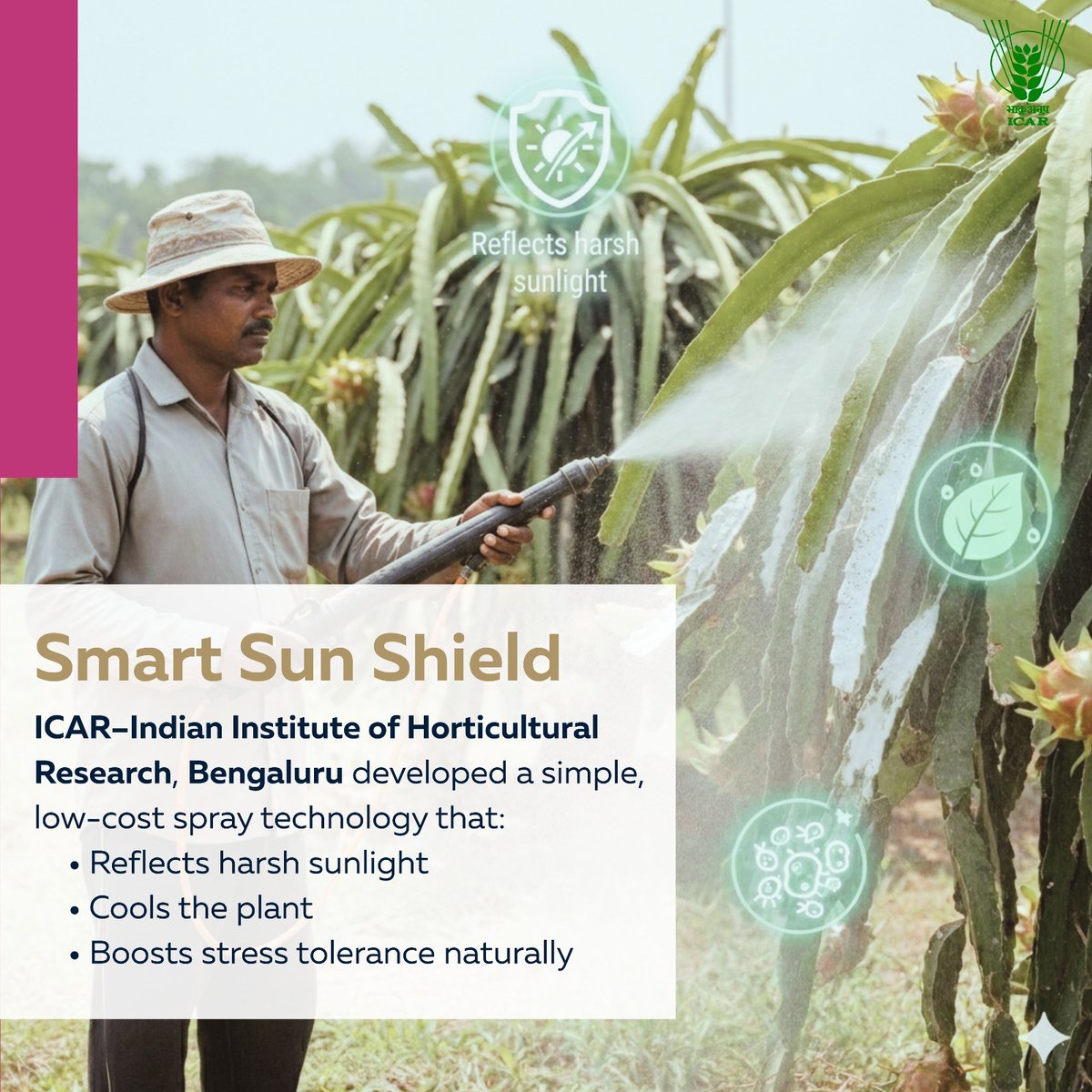 icarindia's tweet photo. ICAR–IIHR’s kaolin-based bio-stimulant spray protects dragon fruit from summer heat (40°C+). Reduces sunburn by up to 75%, boosts yield 30–50% &amp; raises farmer income by ₹1.5–3 lakh/ha.
#ICAR @ChouhanShivraj @PIB_India @AgriGoI https://t.co/l1e7oqvnOY