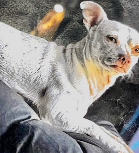 MIGO IS MISSING NEAR THE WORLD TRADE CENTER. Last seen near Washington and Thomas, he's a service dog, was wearing an orange vest, and a $1500 reward is offered. If you've seen or found him please go here
lostmydoggie.com/details.cfm?pe…, or call 862-449-2877 PLEASE RT MIGO!