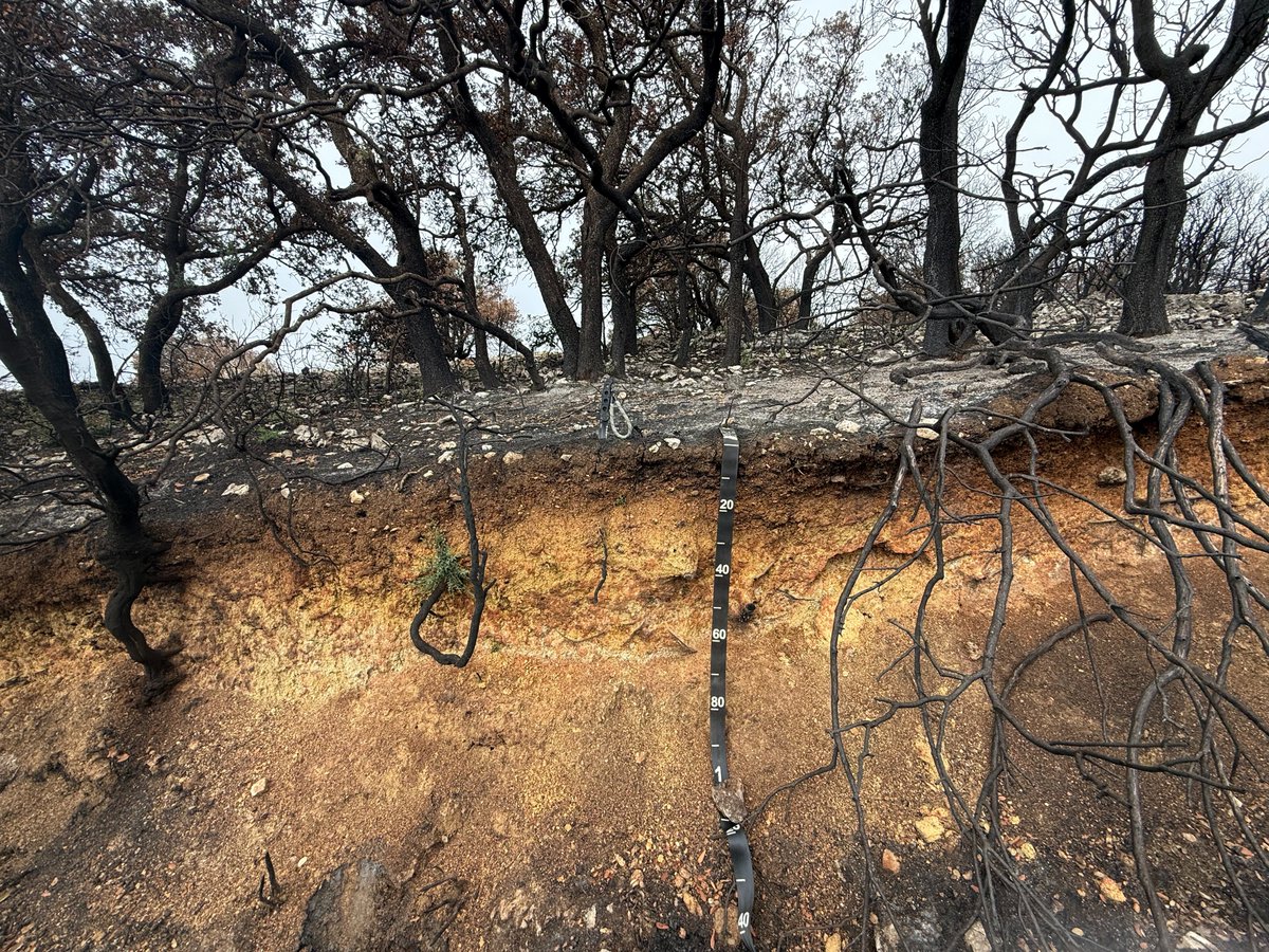 SECS_Spain's tweet photo. 📸 Segunda entrega del Concurso de Fotografía SECS

Autor: Jorge Mataix-Solera

🌈 Colorido – Suelo tropical (Rep. Dominicana)
🔥 Desnudo – Suelo tras incendio (Font Roja, Alicante)
🌿 Vestido – Suelo forestal cubierto de musgo (Dinamarca)

#ConcursoFotografíaSECS #SECS https://t.co/ydYqyKwnfN