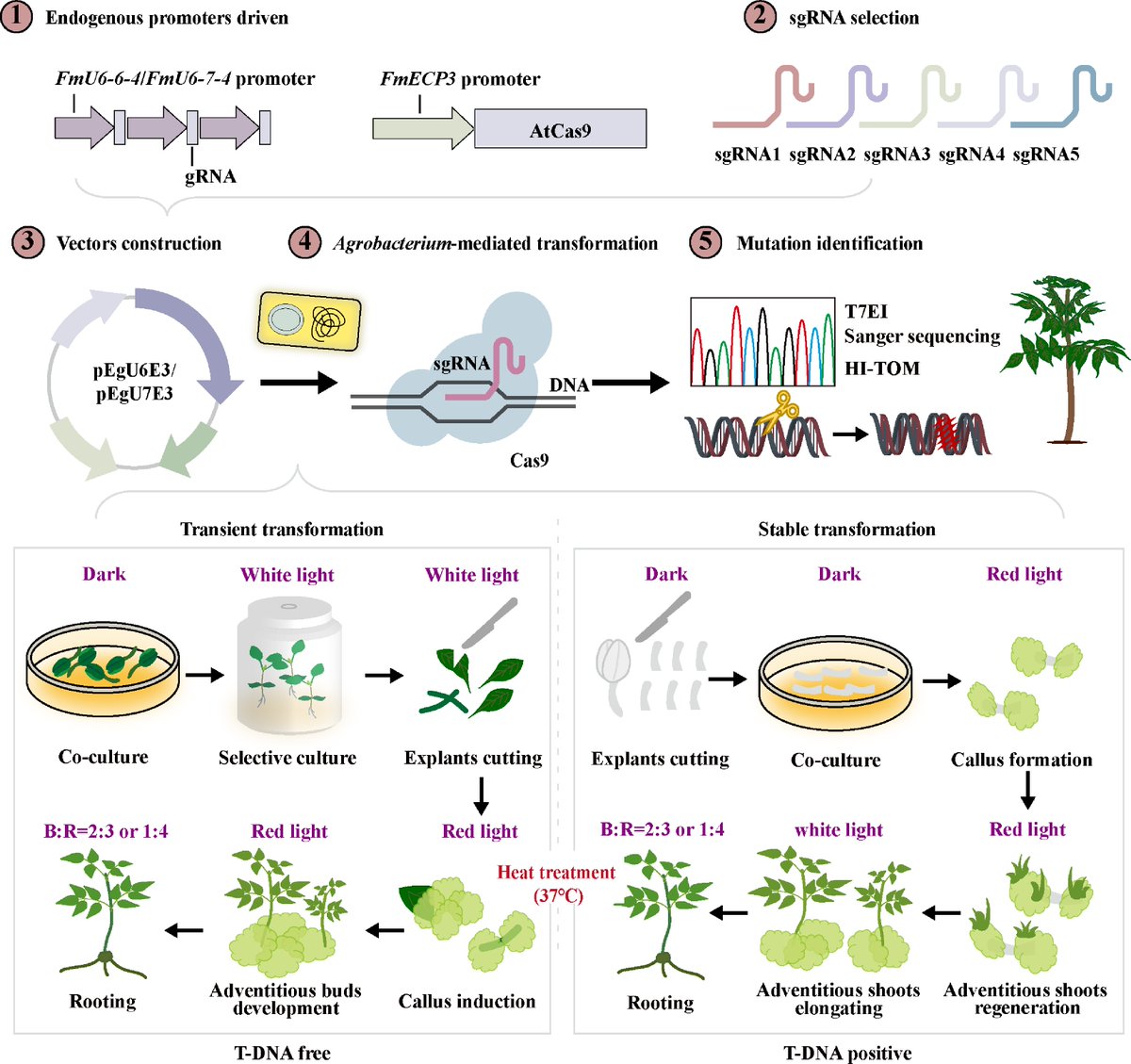 ForestryRes's tweet photo. #ForestryRes #crispr #fastcycle
CRISPR breakthrough for Fraxinus!✂️Albino mutants validate precision editing platform, accelerating China's sustainable forestry revolution.
@MaximumAcademic @InstMolPlantSci @SciencNews
Details: https://t.co/g9x2aINAZI https://t.co/Z8eggafDqs