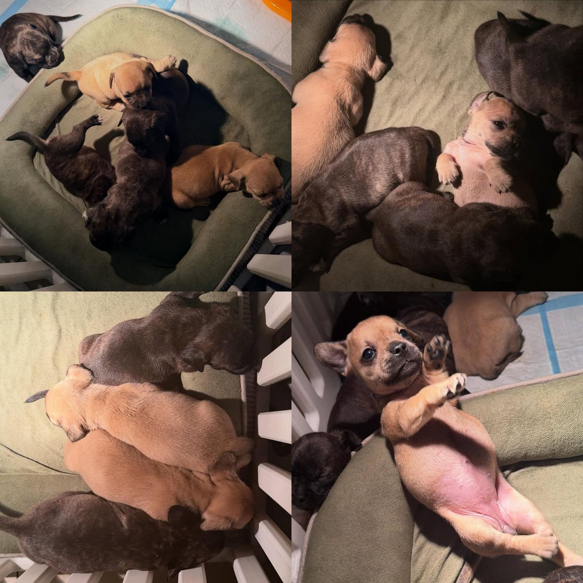 ดูหลานอุนตาวินนี่จิ น่าหยุมพุงทุกตุวเยย🥺🤏🏻

#winynny