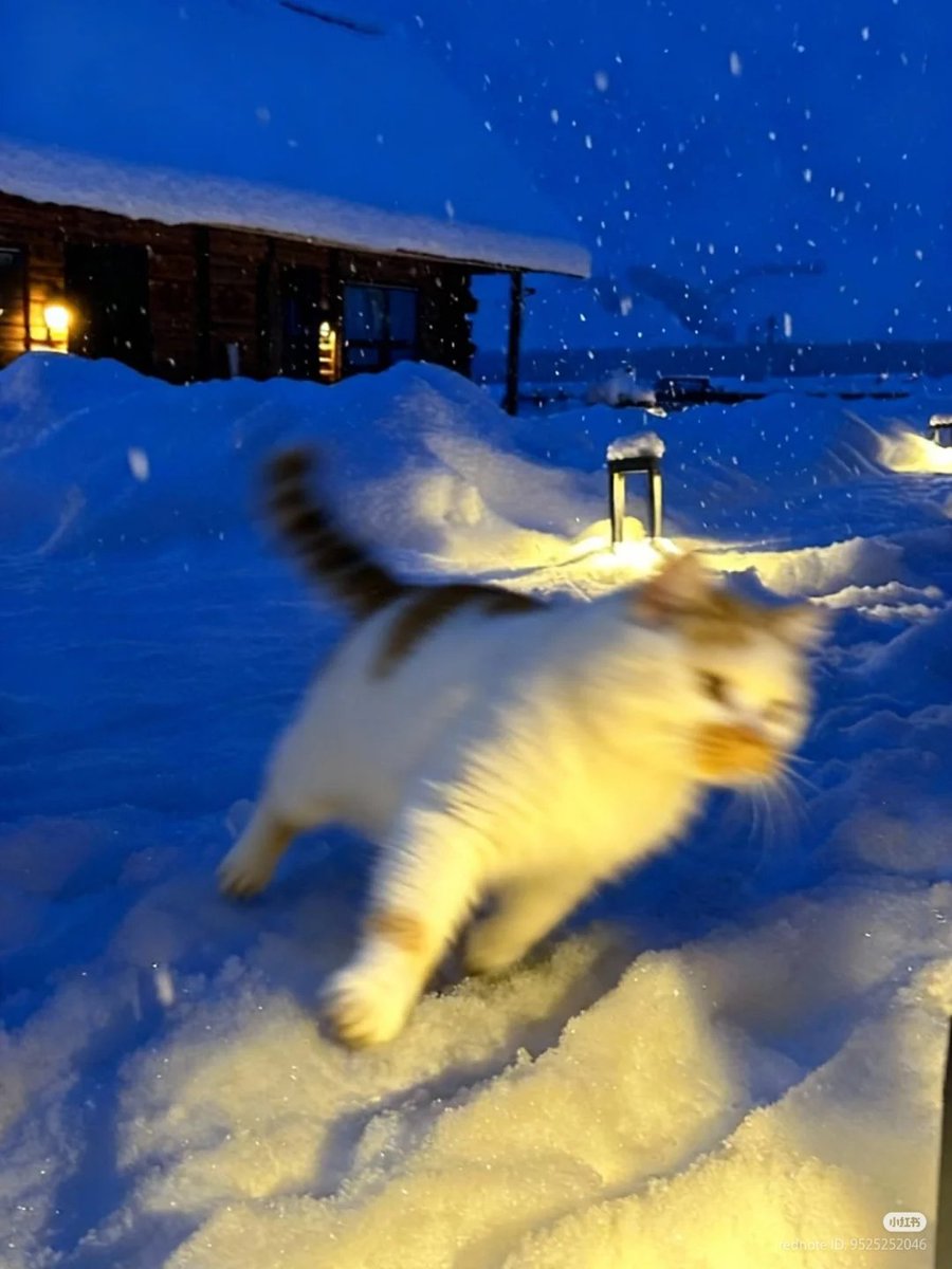 No Context Cats tweet media