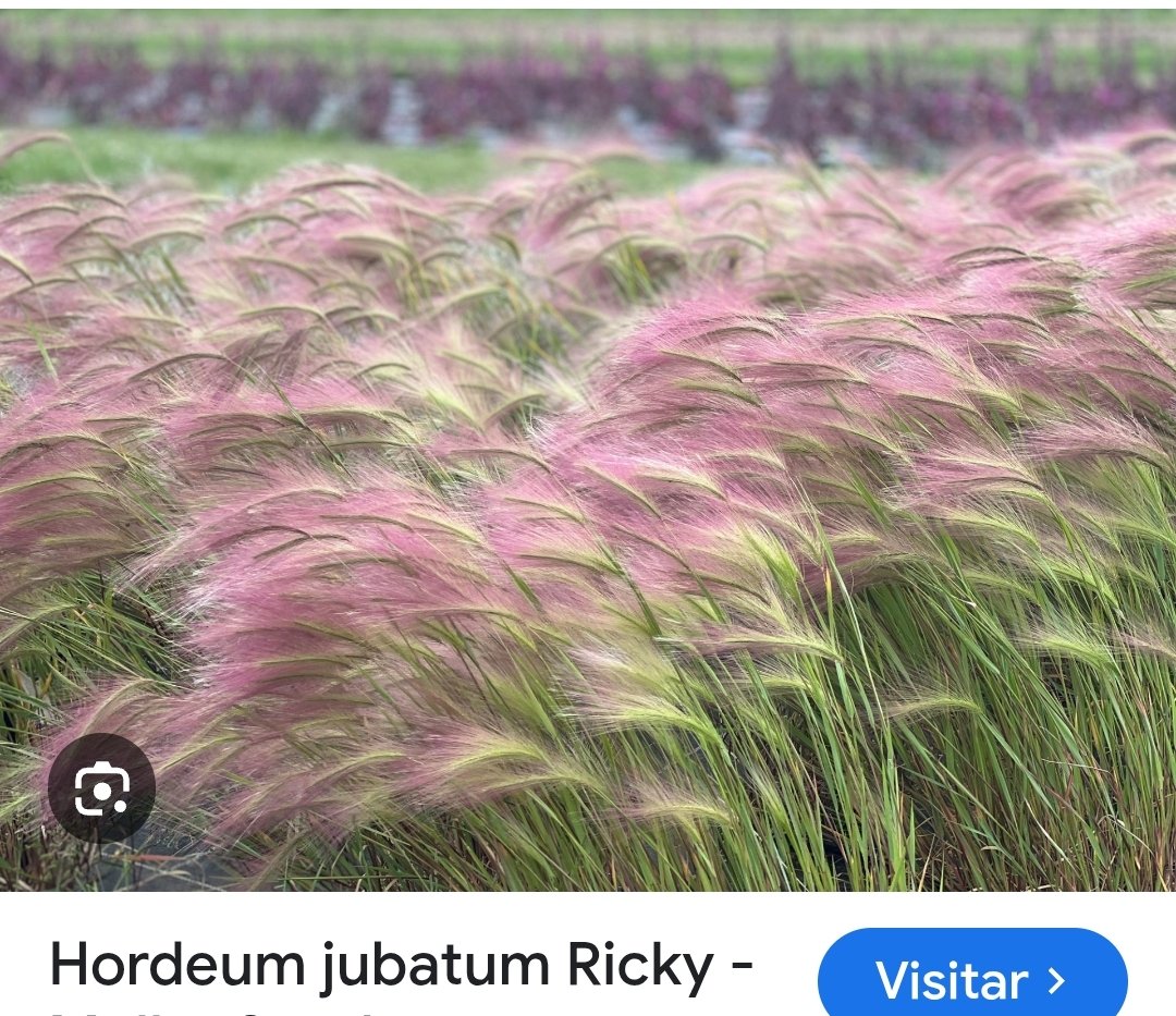 «Mantén una rama verde en tu corazón y el pájaro cantor vendrá.»