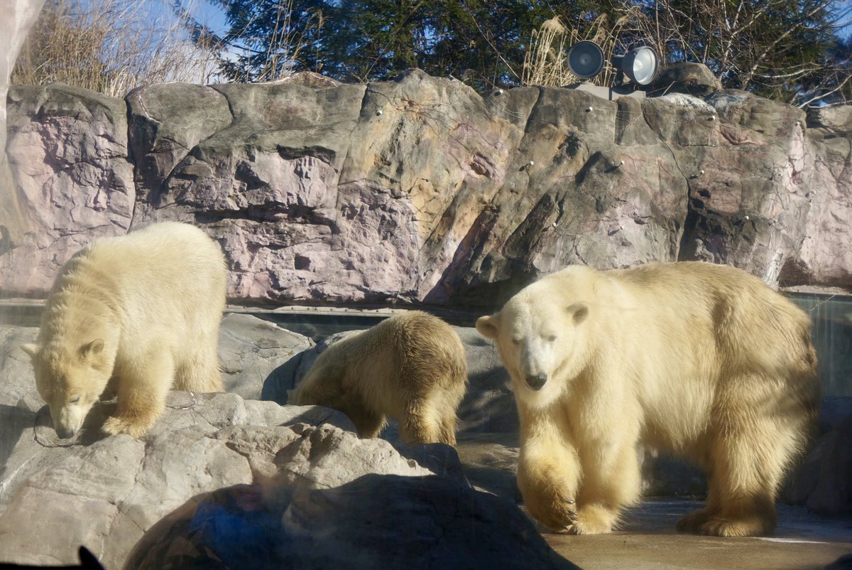 アフリカゾウ (@OShX5VLgjS21166) / Posts / X