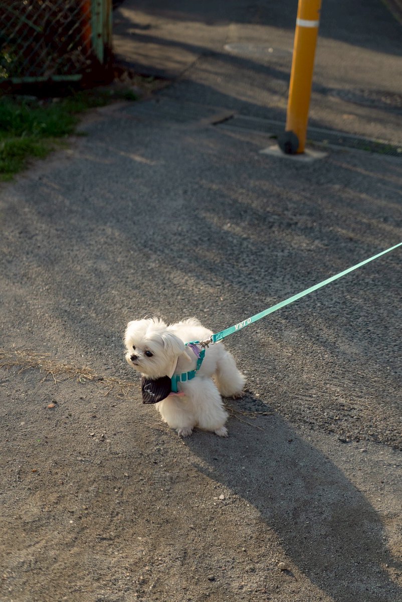 昔、飼っていたマルチーズの愛犬と母を迎えに駅まで散歩し。 母と似た