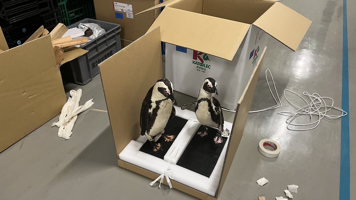 【公式】特別展「鳥」 tweet media