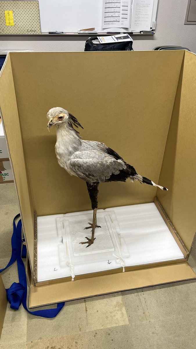 【公式】特別展「鳥」 tweet media