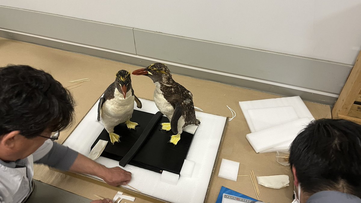 【公式】特別展「鳥」 tweet media