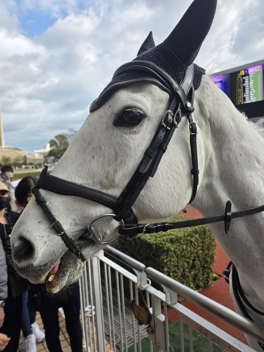 まいまい(しゃけねこ🍶🐾) (@maimai06232424) / Posts / X