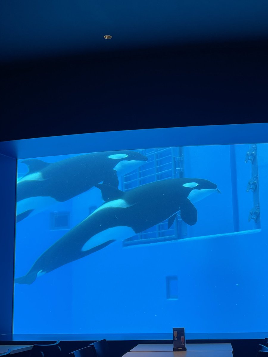 今日のスマシー！　2頭でジャーンプ！