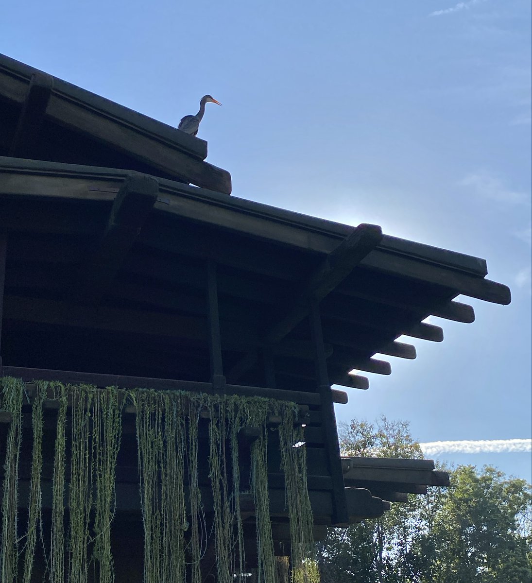 Gamble House tweet media