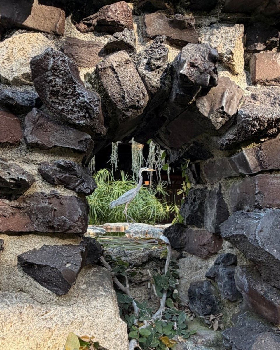 Gamble House tweet media