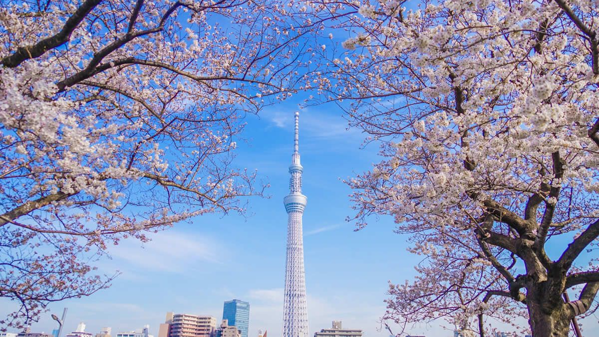 event_checker's tweet photo. 3/20(金祝)-4/5(日) 浅草・隅田公園で「墨堤さくらまつり」開催。隅田川沿い約1kmにわたって桜並木が続く都内屈指のお花見スポット。夜は桜のライトアップと東京スカイツリーの共演が楽しめます→https://t.co/Y8Che2SKjJ https://t.co/EQXF6XayZw