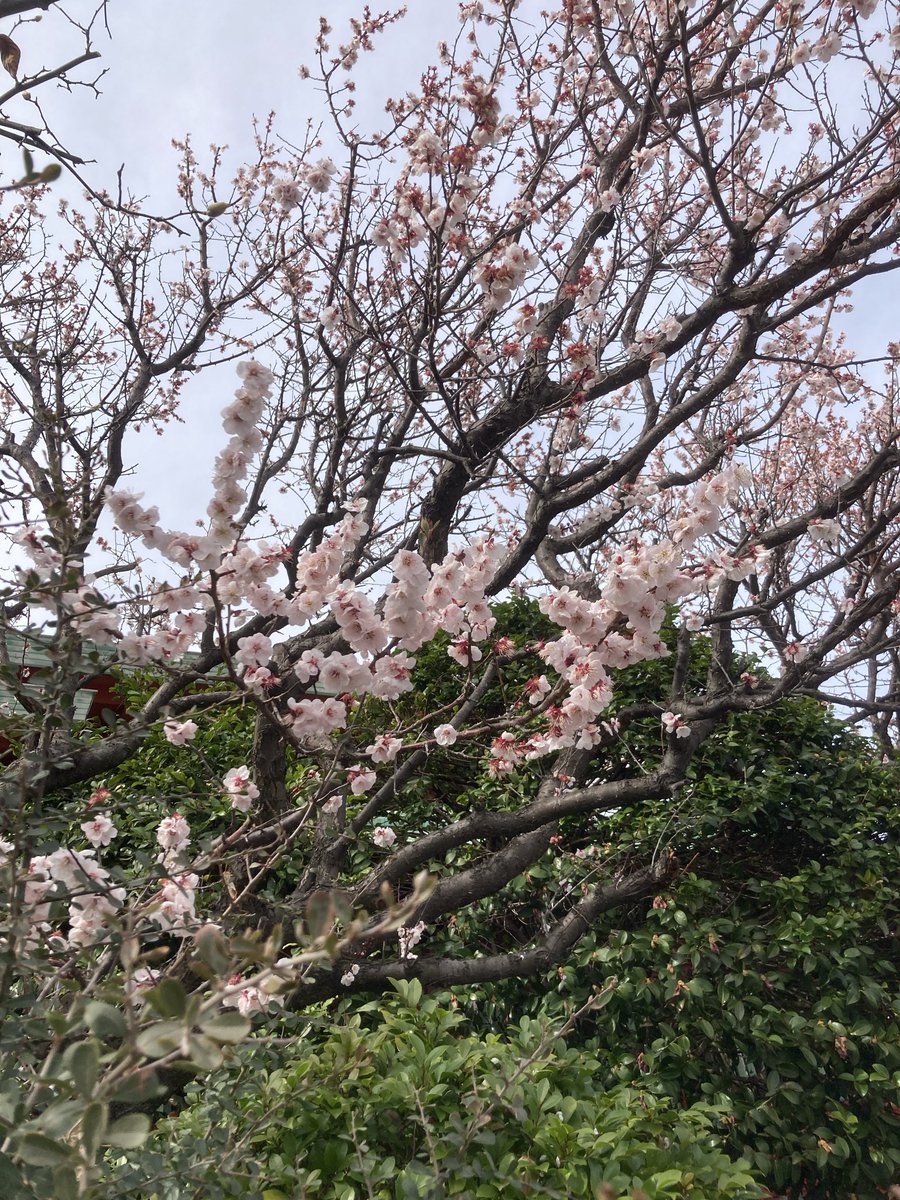 72wassyoi's tweet photo. 氏神様へやっと、本年初参り⛩️
梅が綺麗に咲いてました。隣の神社では梅祭り開催してますね👍 https://t.co/TSFOo1WILn