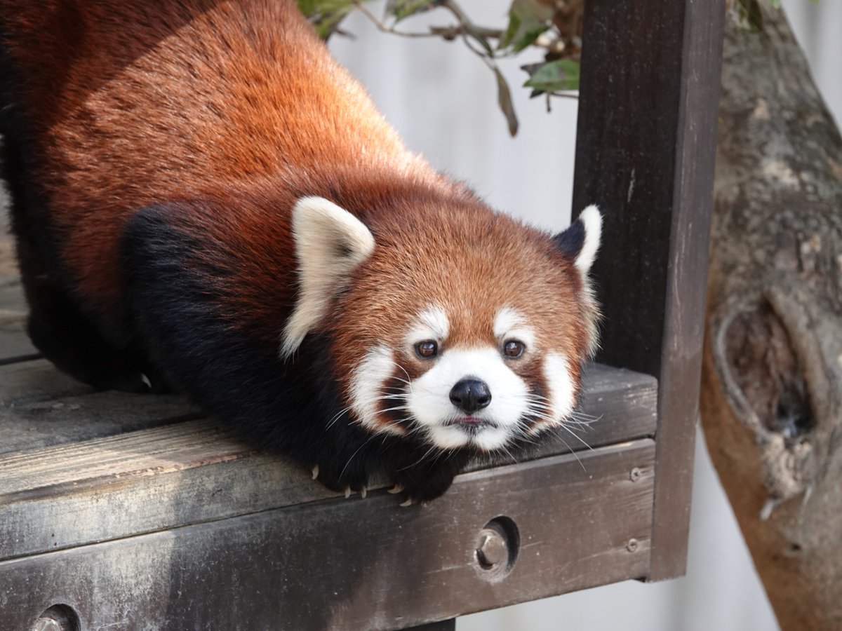 redpanda_kazu (@Kazu785) / Posts / X