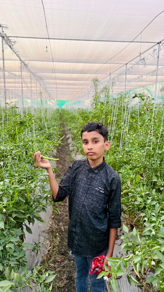 SingarSarika's tweet photo. #शेतकरी_brand🌱😎💪 #chilyfarming🧑‍🌾🧺🌶️ https://t.co/00cpowyA6Z