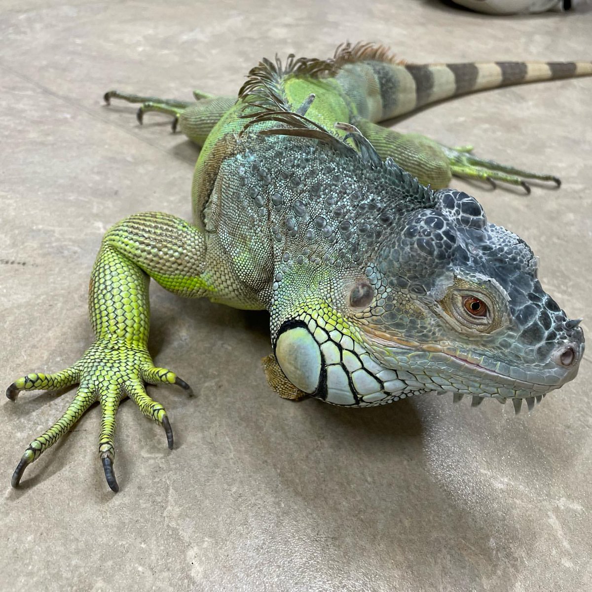 当館で飼育しておりましたグリーンイグアナ「アナ」が、内臓疾患により死亡いたしました。

体調の変化が確認されて以降、飼育クルーおよび獣医師による治療・経過観察を続け、懸命な処置を行ってまいりましたが、回復には至りませんでした。

これに伴い、「飼育員解説