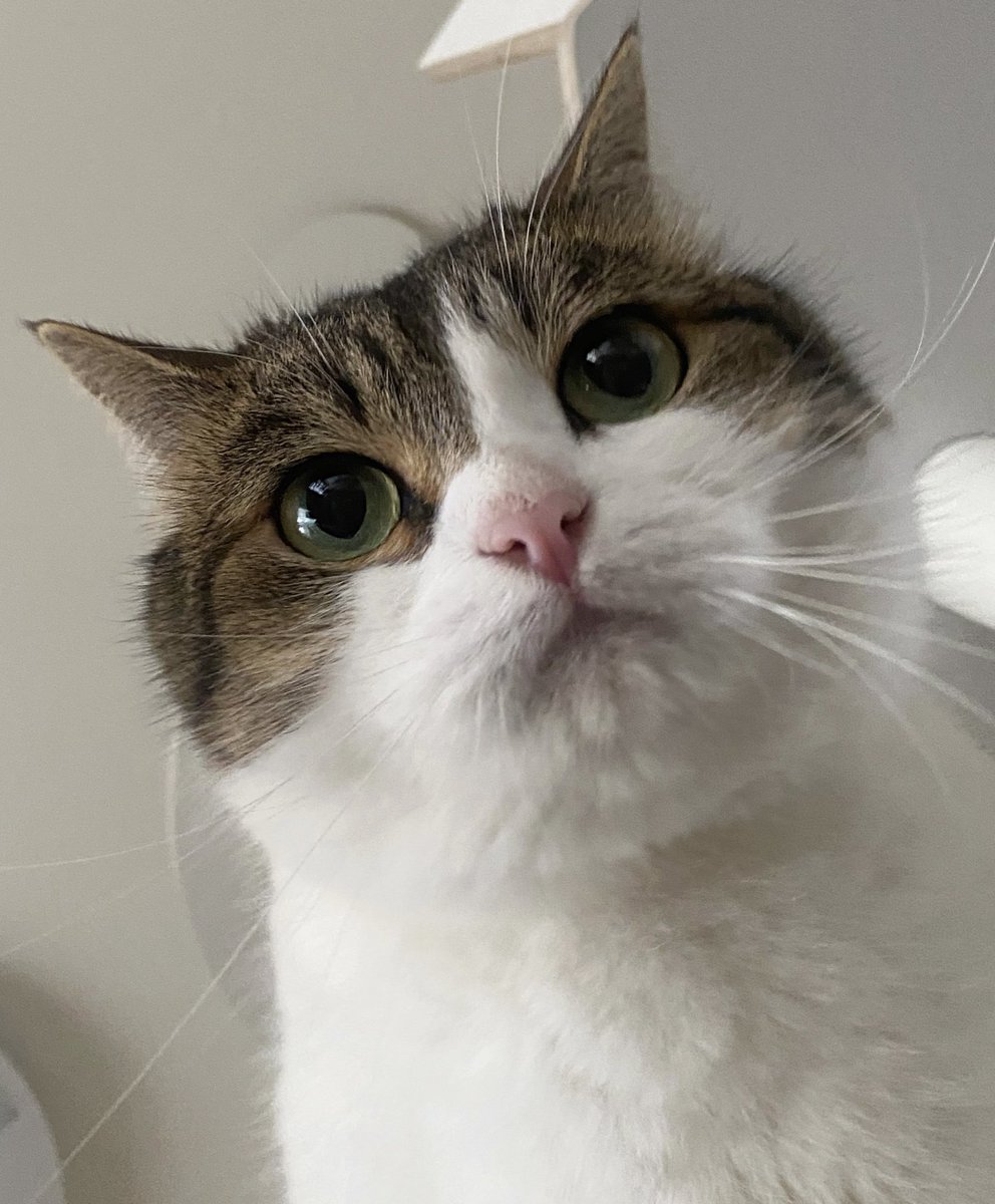 ニコちゃんとこたろう先生とトロとわさび姐さん (@nikoandkotatoro