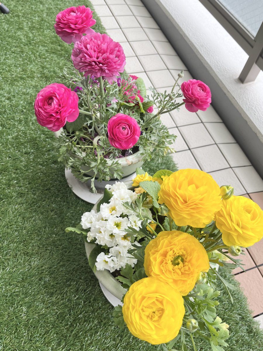muratasan55's tweet photo. Reading, baking, and gardening. 📖🍌🌸
My yellow and pink flowers are in full bloom on the balcony! So soothing.
#DailyLife #BalconyGarden #InFullBloom https://t.co/Dfka76rcA9