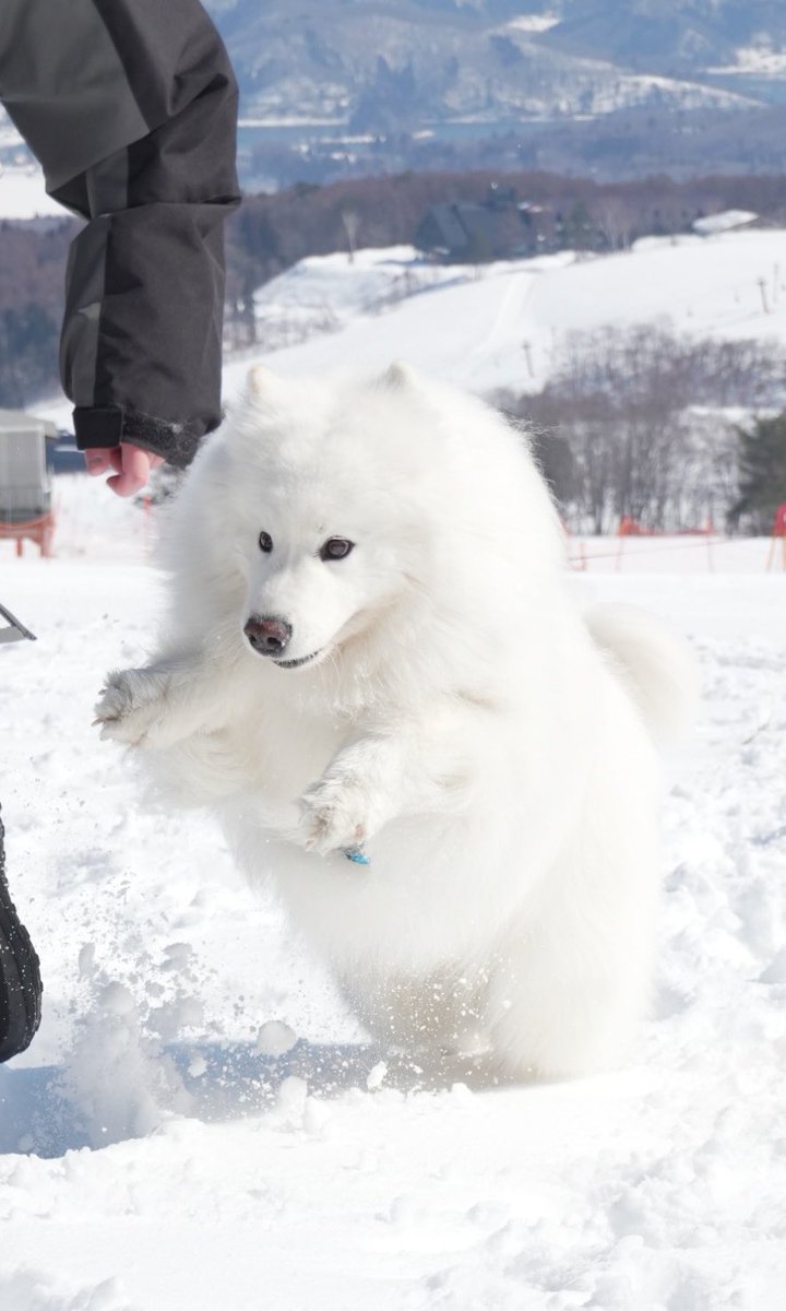 お手手が短過ぎやしないかい？笑