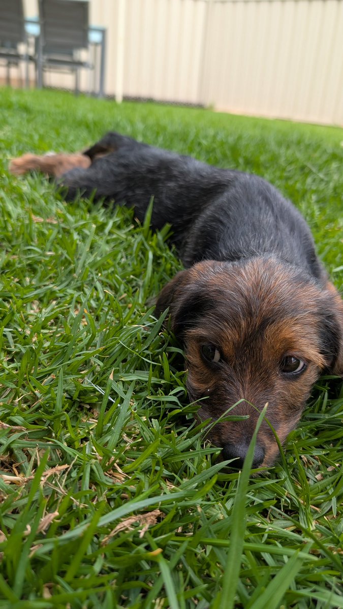 BloodyDrongo tweet media