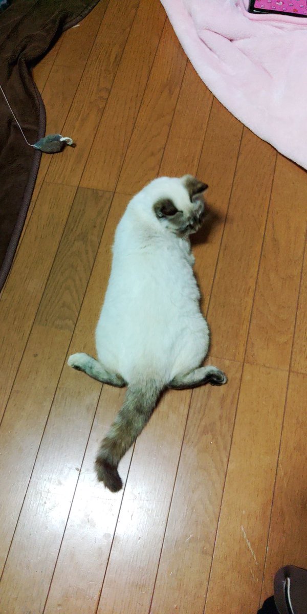 こんがり案件わりと多いんだなあ。 うちのゆきちゃんのビフォー