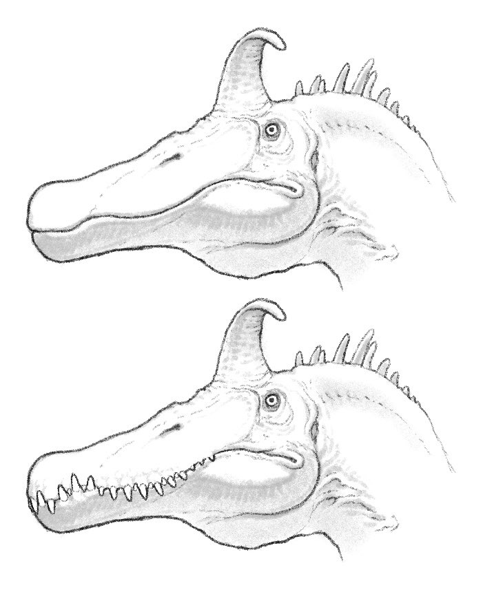 nao70shark tweet media