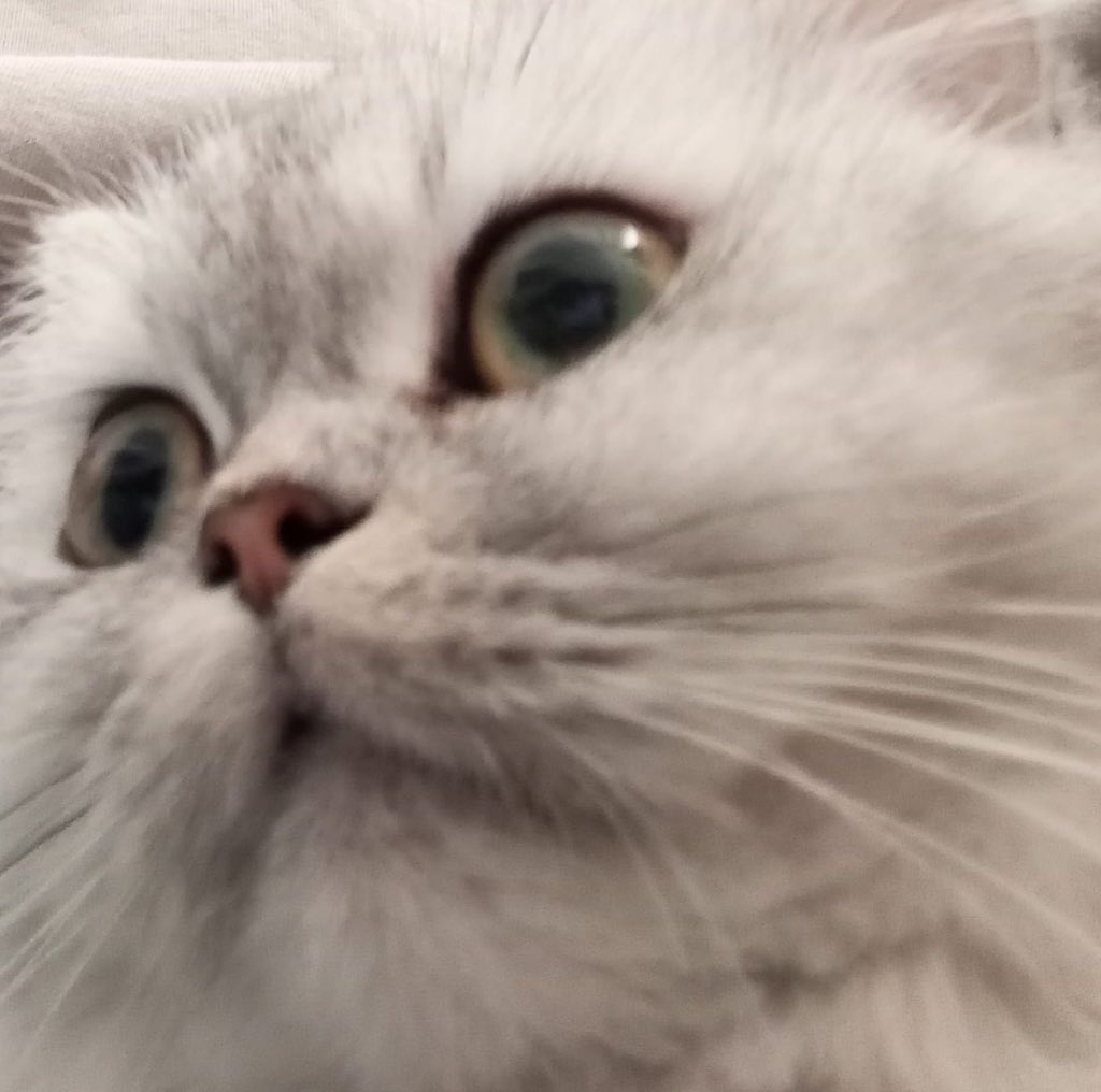 GM 🌞 $Dumycat holders: The surprised 🎁 cat is happy today and has an activity planned in his head 💵 , stay tuned!
#dumycat #solana