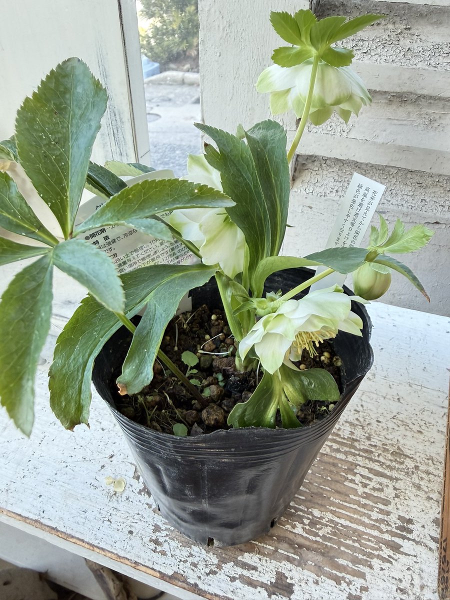 曽田園芸さんのクリスマスローズ「ハート利休」花びらの白い部分が