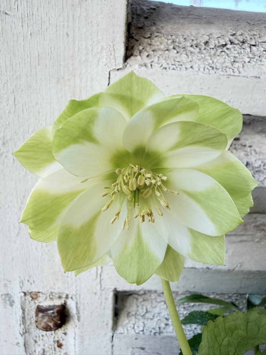 曽田園芸さんのクリスマスローズ「ハート利休」花びらの白い部分が