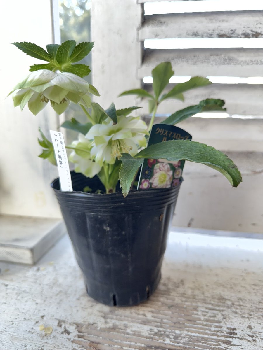 曽田園芸さんのクリスマスローズ「ハート利休」花びらの白い部分が
