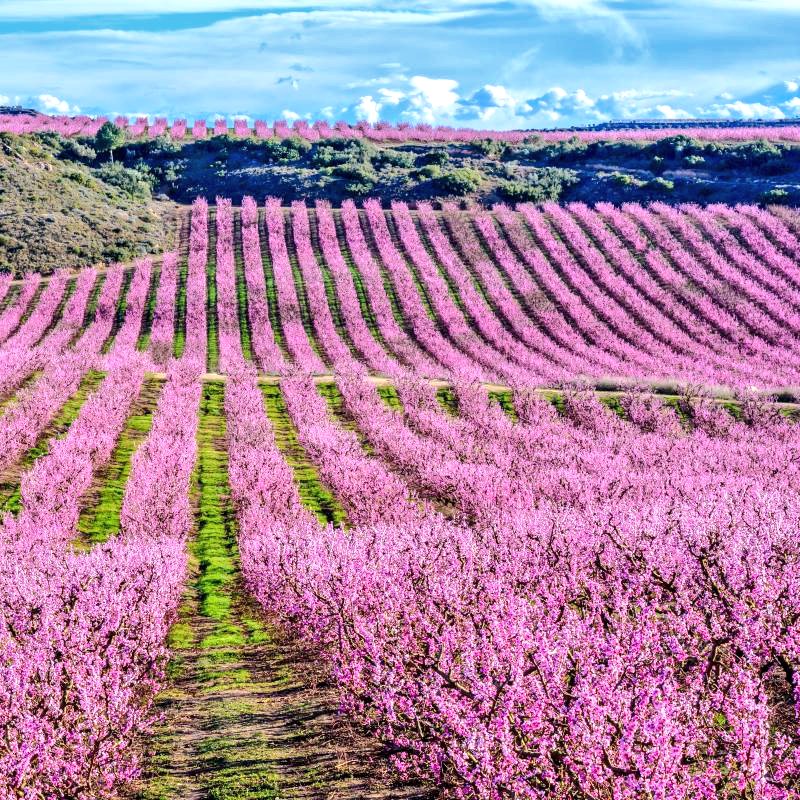 Calendari dels Pagesos tweet media