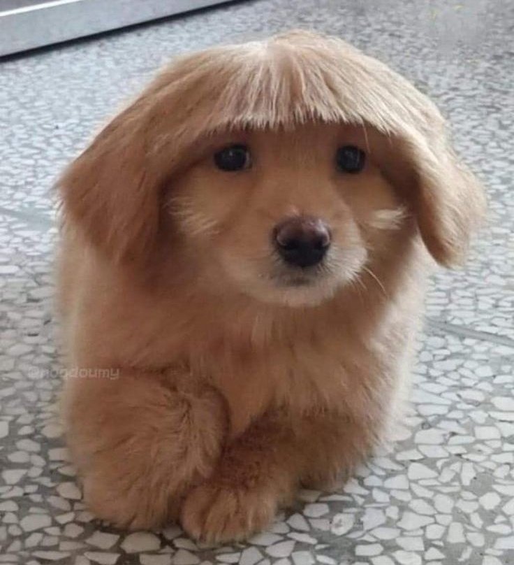 ทรงผมจองอูน่ารัก พลทหารม๋าแดง🐶💂