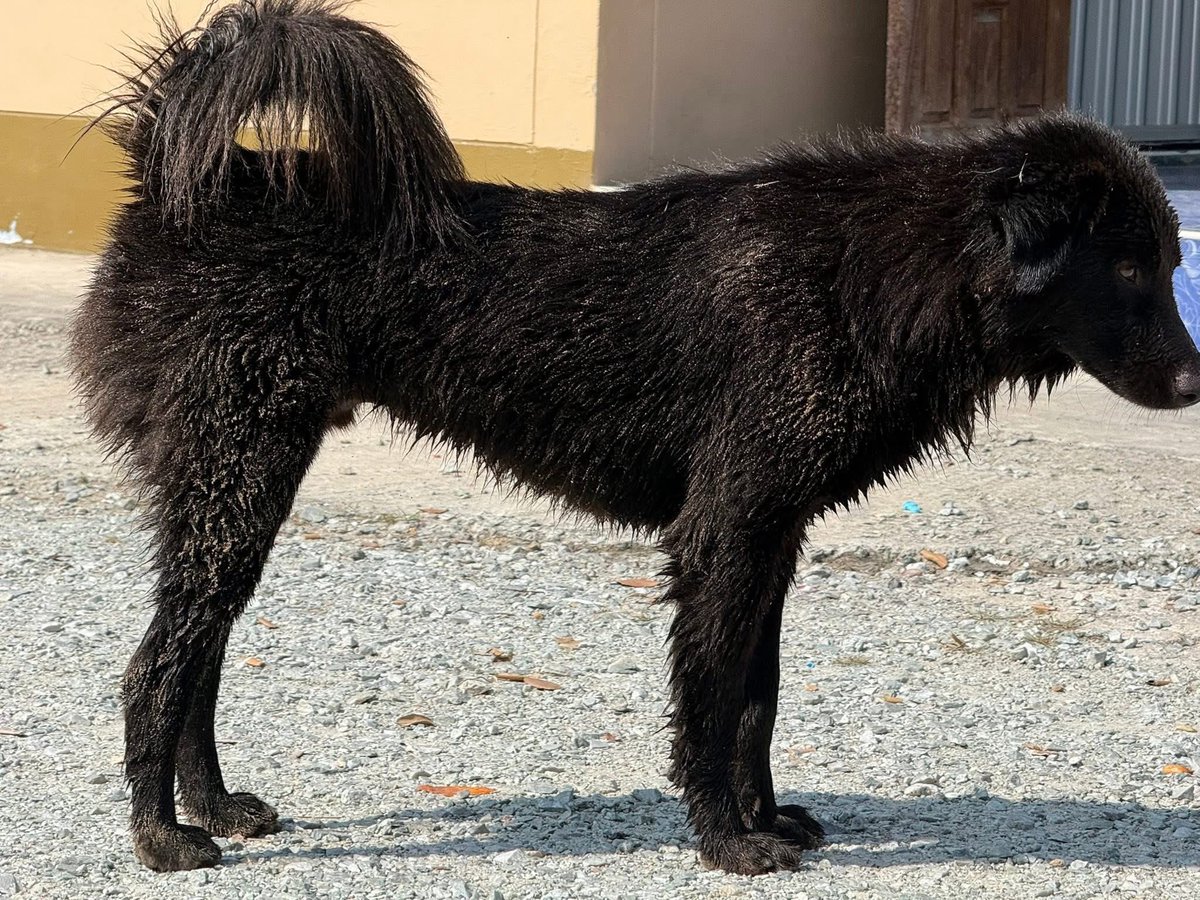 อาบน้ำเสร็จลงบ่อปลา นี่เรายังจำเป็นต้องอาบให้มั้ย 🤣 #hippo #PygmyHippo #ขาหมูแอนด์เดอะแก๊ง #หมูเด้งเด้งกี่โมง #Moodeng #พี่ขาหมู #สวนสัตว์เปิดเขาเขียว
