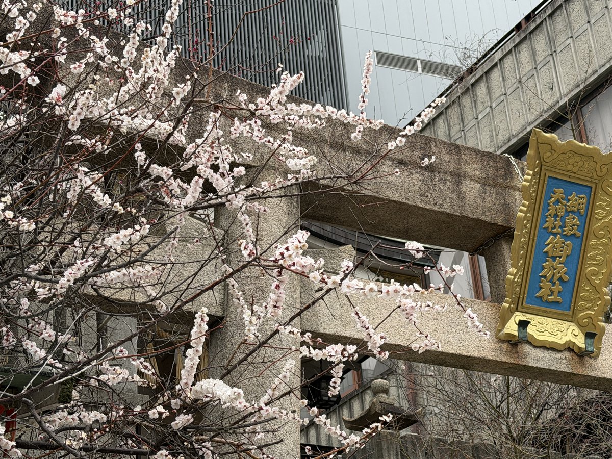 tunashiki's tweet photo. 今日は季節外れの暖かさで、当宮の梅の花も満開です。

今年は神山町の御本社の紅梅。ここ１０年で一番きれいに咲いておりまして、いま見頃です。

茶屋町の御旅社の方は、昨夏の暑さが響いてか、かなり弱ってしまって紅梅は僅かにしか付きませんでしたが、鳥居横の白梅はわりと花つきも良いです。 https://t.co/MXuBvtC4Tv