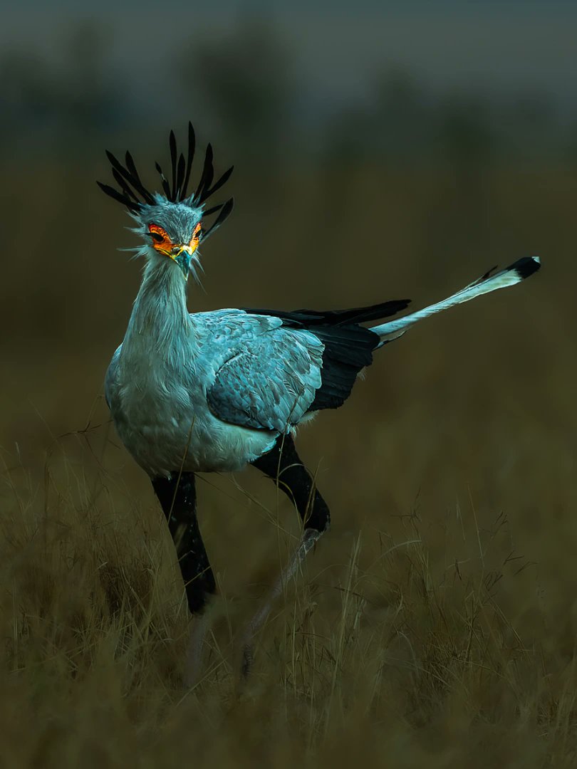 Beautiful Secretary Bird* !
(Messager sagittaire*)

An  endangered species endemic to sub Saharan Africa, as graceful as a  Crane and as fierce as a hawk. It is adapted to grasslands, savannas and  semi-arid regions. It is an extraordinary and unique raptor that uses