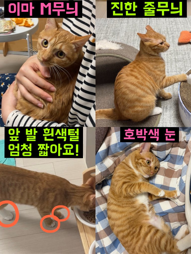 지브 tweet media