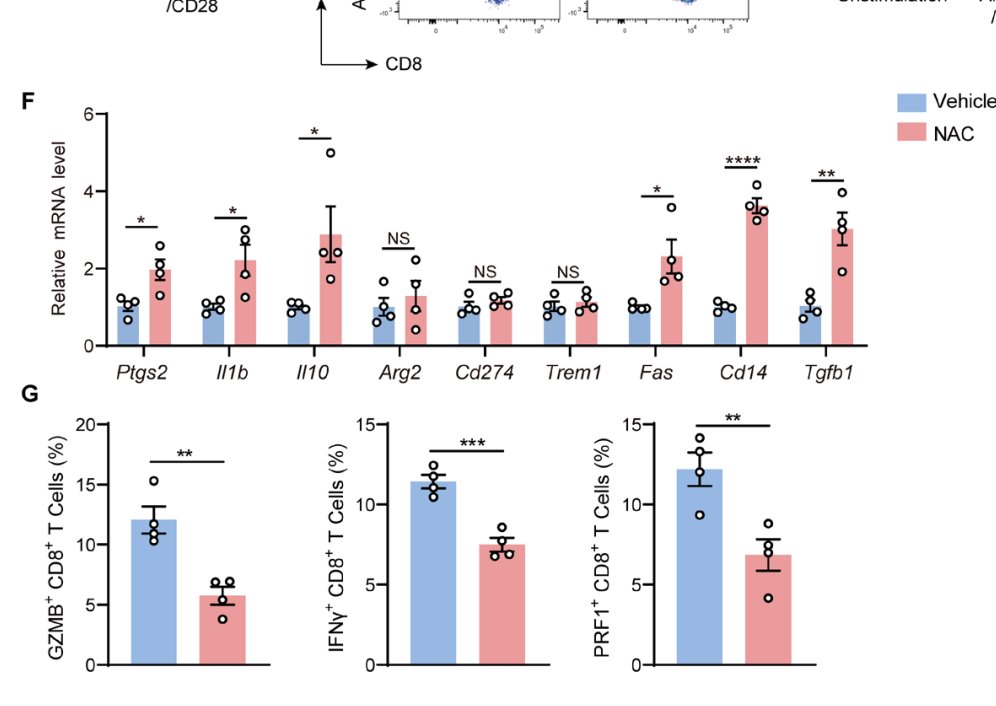 exosome's tweet image. Previous paper said n-acetylcysteine can suppress #cancer by increasing effects of #chemotherapy

This one says it can promote metastasis by suppressing T cells through generation of "bad" neutrophils

pubmed.ncbi.nlm.nih.gov/41516400/

ITS NEVER SIMPLE IS IT ???