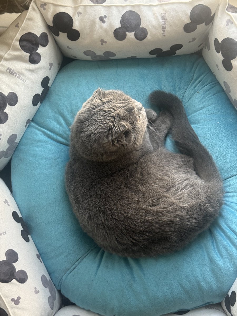 M J Shokri tweet media