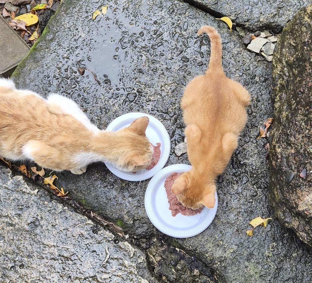 Geng Kucing Amie tweet media